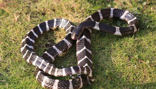 这种蛇是澳洲以外的地表最强毒蛇,,眼镜蛇对它来说也是一顿饭