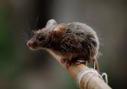 小老鼠能有什么坏心思呢 它只不过是想偷口你的吃的,传播疾病