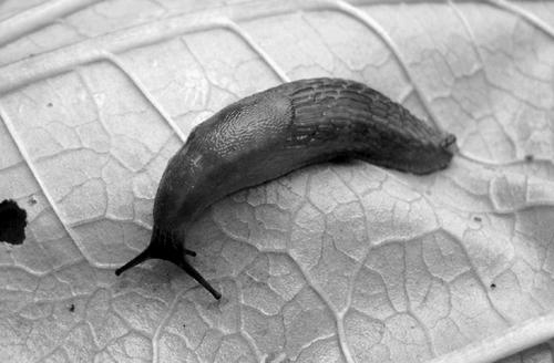 蜗牛的形状是什么样子的蜗牛和鼻涕虫是一个东西吗(蜗牛和鼻涕虫不一样的一点是哪一点)