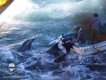 日本 海豚湾 再次举行大规模捕猎活动 