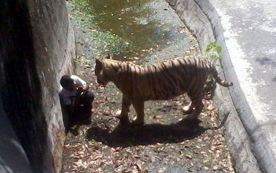 印度男学生跌入动物园栅栏内被老虎咬死 死前求饶 