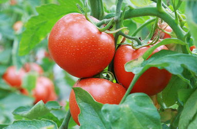 周末去哪,上海番茄农庄一日游