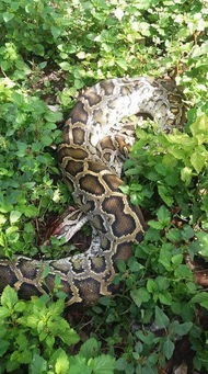 忠心的伙伴发现一只大蟒蛇,豁出性命猛烈攻击