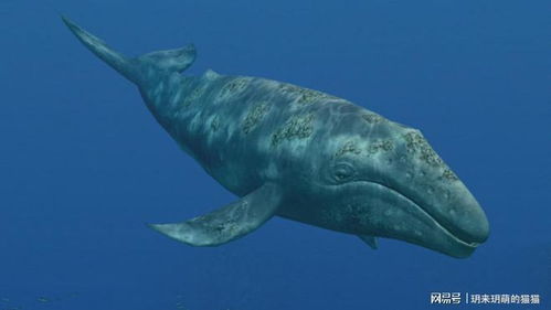 世界上最大的10种鲸鱼 第一你能想到吗