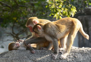 猴年旅行第一弹 到生态区和猴子来一次亲密接触 