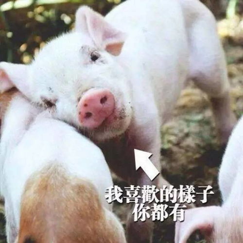 扛猪的表情包(扛猪肉的照片)