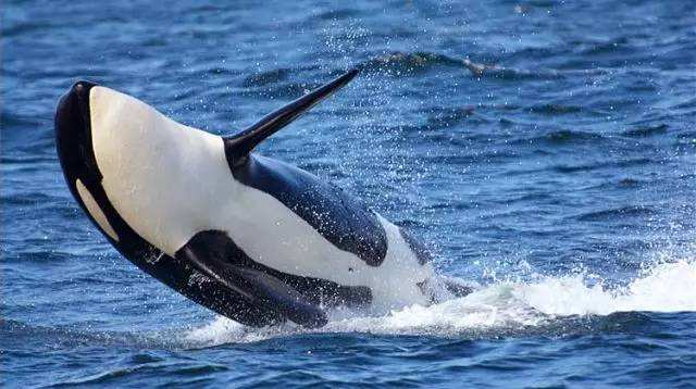 关于虎鲸的五条冷知识,虎鲸其实是一种向往自由的动物