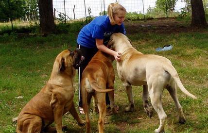 全世界最大犬种排名