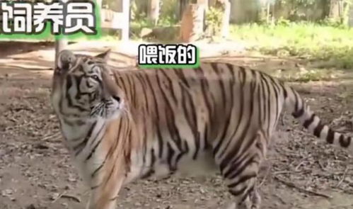 饲养员在动物园扇老虎耳光,老虎慌忙躲避,网友 把虎养成猫了