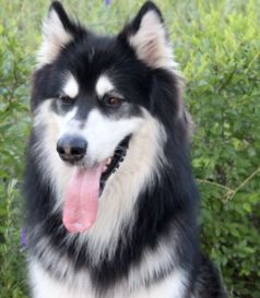 请问阿拉斯加雪橇犬属于大型犬吗 