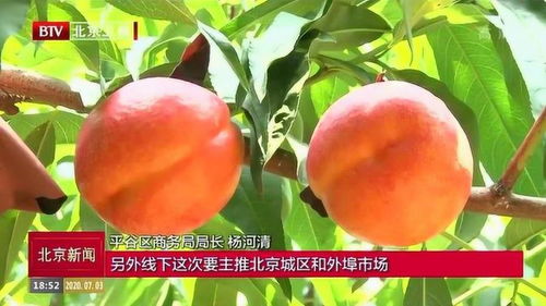 22万亩平谷大桃进入成熟采摘期 2020年 平谷鲜桃季 甜蜜开启 
