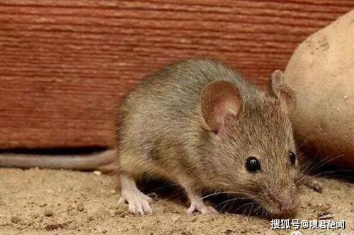 中国十大禁菜三吱儿老鼠 生吃老鼠崽 病毒极多