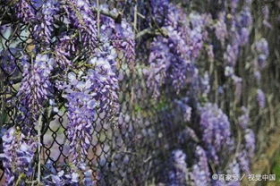 十大紫藤品种(紫藤哪种品种好看点)
