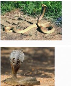各种常见的毒蛇图片 要求给出每一条蛇的毒性,生活习性加以解释 