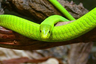 孕妇梦到绿色大蟒蛇是女孩吗(孕妇梦到绿色大蟒蛇是女孩吗还是男孩)