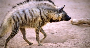 狮子王 中的鬣狗有多厉害,和花豹单挑谁强