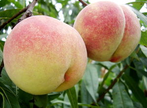 桃子季节成熟月份(和桃子一个季节成熟的水果有哪些)