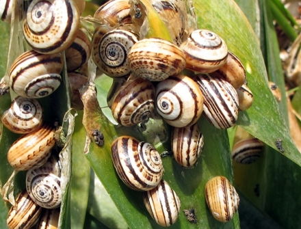 蜗牛是什么动物 是益虫还是害虫 对农作物有害吗