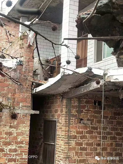 萍乡 今天一场大风刮倒600年大树,两栋房屋被砸破,场面惊呆了