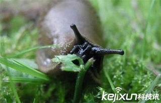 小蜗牛和鼻涕虫(蜗牛和鼻涕虫打架的照片)