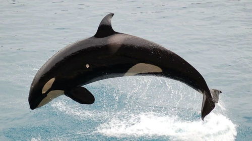 世界上最高寿虎鲸已过世,享年105岁,被称为 杀人鲸 却不吃人