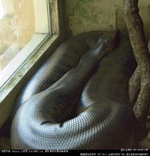 孕妇梦见蟒蛇是什么预兆(女人梦见巨蟒是胎梦吗)