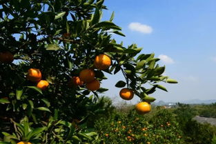 宜春这里的橘子出名了 江西二套都报道了 