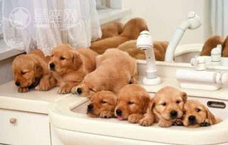 梦见自己去上厕所看见了好多小狗