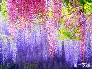 日本紫藤最好品种介绍(日本紫藤的种植方法)
