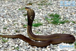 世界上最毒的蛇排行,世界最毒的毒蛇第一名分分钟让你见阎王 5 
