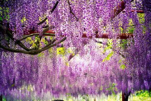 紫藤萝瀑布写作背景 