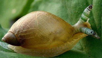 世界上最恐怖的僵尸蜗牛,诞生过程不亚于电影 异形 