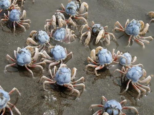 好好的螃蟹,为什么不横着走 来了解一下螃蟹界的 美味 成员