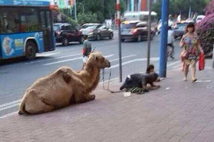 多地网友曝光断脚骆驼被用来乞讨照片 