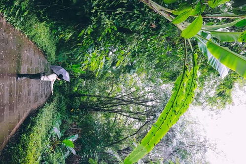 中国鲜有的热带雨林,就藏在这个最著名的植物园,里面还散养孔雀