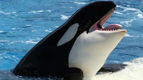 海豚很可爱 曾有一种海豚称霸海洋,能让虎鲸 瑟瑟发抖