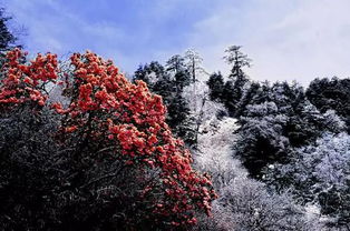 湖北冬季旅游景点推荐 11月武汉周边一日自驾游好去处