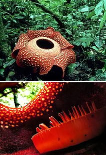 10种世界上最奇特的植物 你见过几种