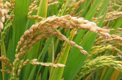 怎样做无公害稻米生产技术