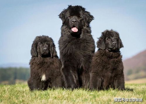 最聪明的五种巨型犬品种,排名第一不是纯种的,而是通过杂交来的