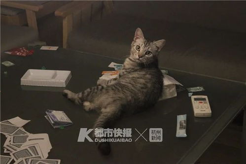 油烟机管道里摸出4只小奶猫,杭州90后 宅男 一发不可收拾 为了伺候10多只 主子 ,他专门开了家猫咖