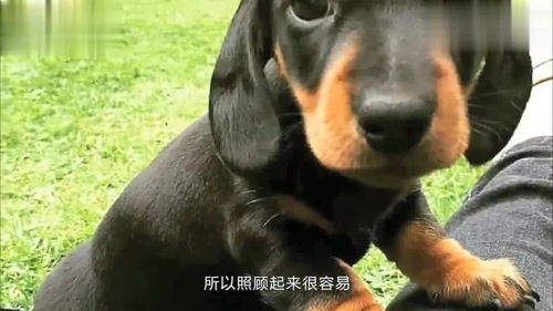 世上最小的宠物犬萌翻了,真的是太可爱了,看看有你喜欢的么 