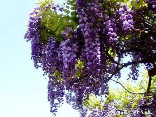 紫藤花养几年不开花,就是买错品种了,夏季和冬季修剪可促进开花