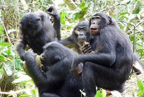 人类近亲倭黑猩猩基因中发现 幽灵猿 DNA,曾是伴侣,现已灭绝