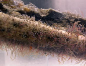 科学家发现僵尸蠕虫 指头大小以海洋动物尸体为食