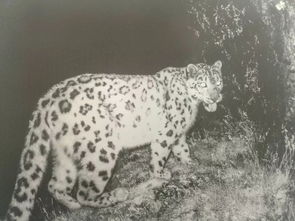 全球罕见 祁连山国家公园青海片区5只雪豹同框,同时监测到豺与荒漠猫