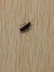 卧室里的黑色虫子,请帮助看看是什么虫子啊 