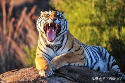 六百年来在湖南省常宁市流传的那些跟老虎有关的趣事