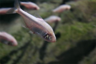 淡水观赏鱼的种类图片 怎样饲养淡水观赏鱼