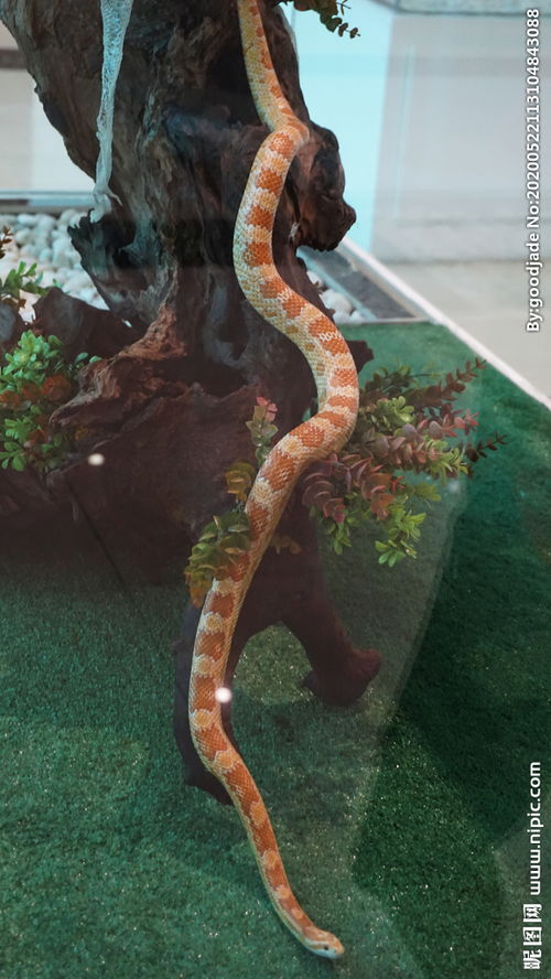 泰国毒蛇图片 